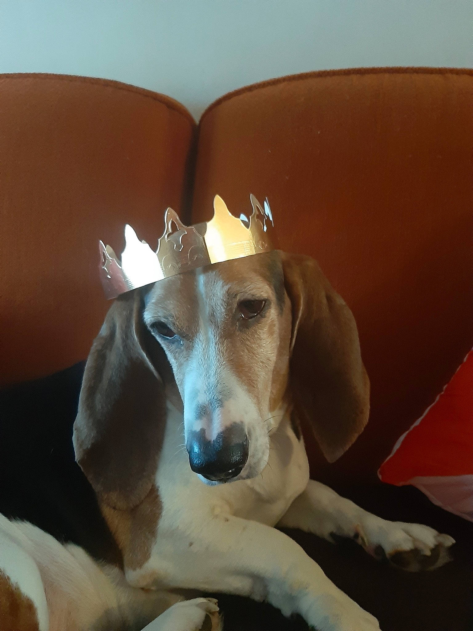 Pluto a rejoint le concours — aidez-le/la à gagner de superbes lots ! american_foxhound, basset_artesien_normand, basset_hound, beagle_harrier, canidae, carnivore, companion_dog, dog, dog_breed, english_foxhound, estonian_hound, finnish_hound, grand_anglo_francais_tricolore, harrier, mammal, mudhol_hound, rare_breed_dog, schweizer_laufhund, snout, vertebrate