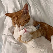 Sissi a rejoint le concours — aidez-le/la à gagner de superbes lots ! adorable, affection, animal, bed, blanket, cat, cats, companionship, cozy, cute, cute_animals, domestic_cat, embrace, feline, ginger, hugging, pet, sleeping, whiskers, white