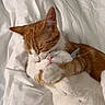adorable, affection, animal, bed, blanket, cat, cats, companionship, cozy, cute, cute_animals, domestic_cat, embrace, feline, ginger, hugging, pet, sleeping, whiskers, white