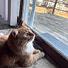 carpet, cat, curious, daylight, domestic_animal, feline, floor, fur, ginger_cat, glass_door, house, indoor, looking_outside, paws, pet, relaxed, side_view, whiskers, window, young_cat