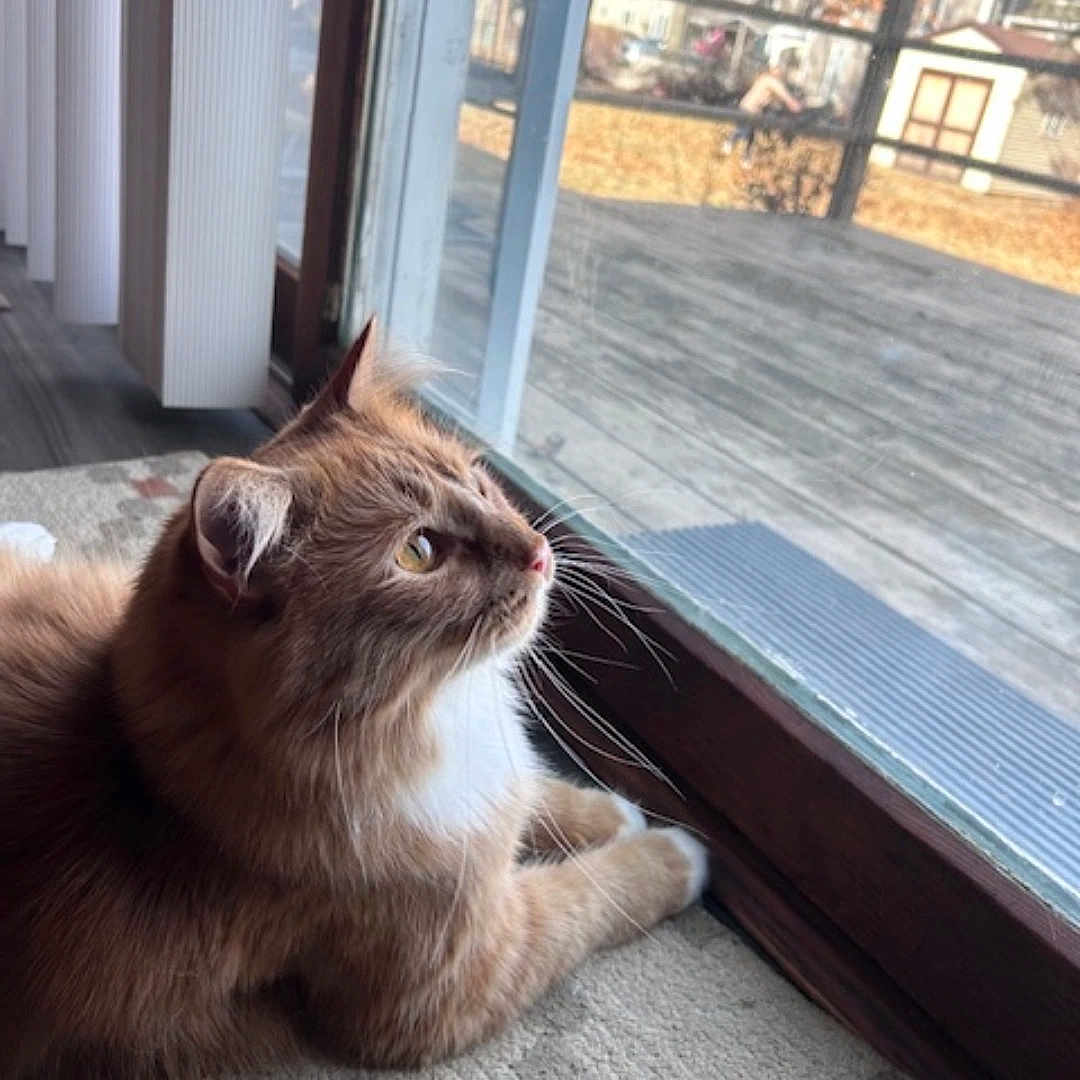 Oliver