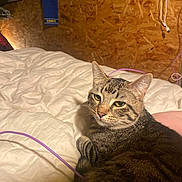 Jack joined the competition — help win amazing prizes! cat, tabby, pet, animal, indoor, bed, blanket, cozy, fur, whiskers, ears, resting, looking, feline, domestic, cute, relaxed, wooden_wall, cable, fabric