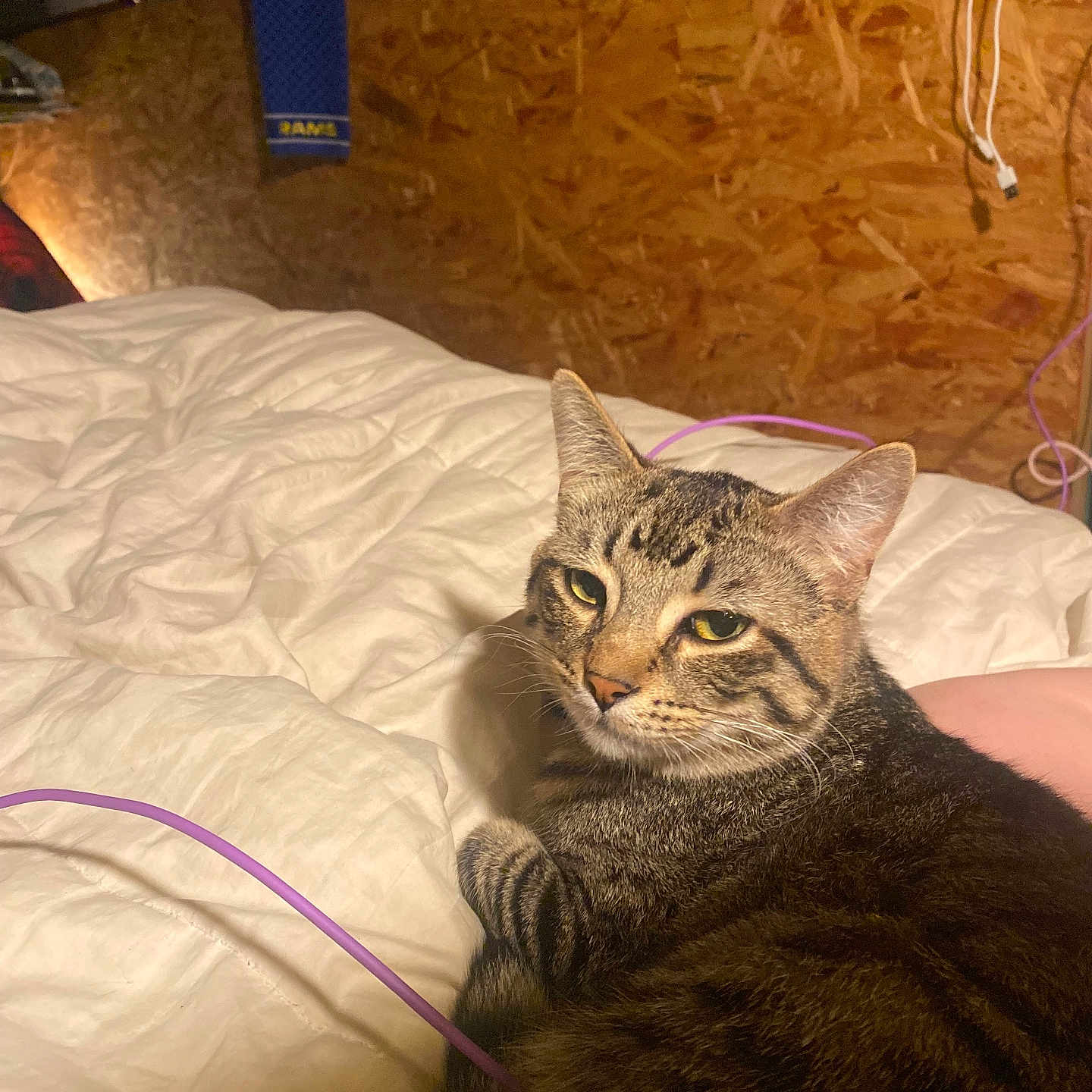 Jack joined the competition — help win amazing prizes! animal, bed, blanket, cable, cat, cozy, cute, domestic, ears, fabric, feline, fur, indoor, looking, pet, relaxed, resting, tabby, whiskers, wooden_wall