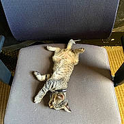 Jack joined the competition — help win amazing prizes! cat, chair, collar, cozy, cute, domestic_animal, feline, fur, indoor, kitten, office_chair, paw, pet, relaxing, resting, sleeping, small_animal, tabby, whiskers, young_cat