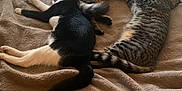 Jack is registered to the contest to win money with this photo: back_view, bed, black_and_white_cat, blanket, bottle, cat, chair, cozy, domestic_animal, feline, food_plate, indoor, nap, person, pet, relaxation, sleeping, striped_cat, table, wood_panel_wall