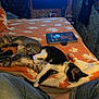 Jack is registered to the contest to win money with this photo: bed, black_and_white_cat, blanket, cat, cats, collar, cozy, feline, fur, home, indoor, jeans, legs, orange, relaxing, resting, sleeping, striped_cat, tablet, white