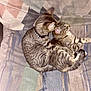 Jack is registered to the contest to win money with this photo: animal, blanket, cat, collar, companion, cozy, cute, ears, feline, friendship, fur, indoor, nuzzling, patterned_blanket, pet, resting, snuggling, striped, tabby_cat, whiskers