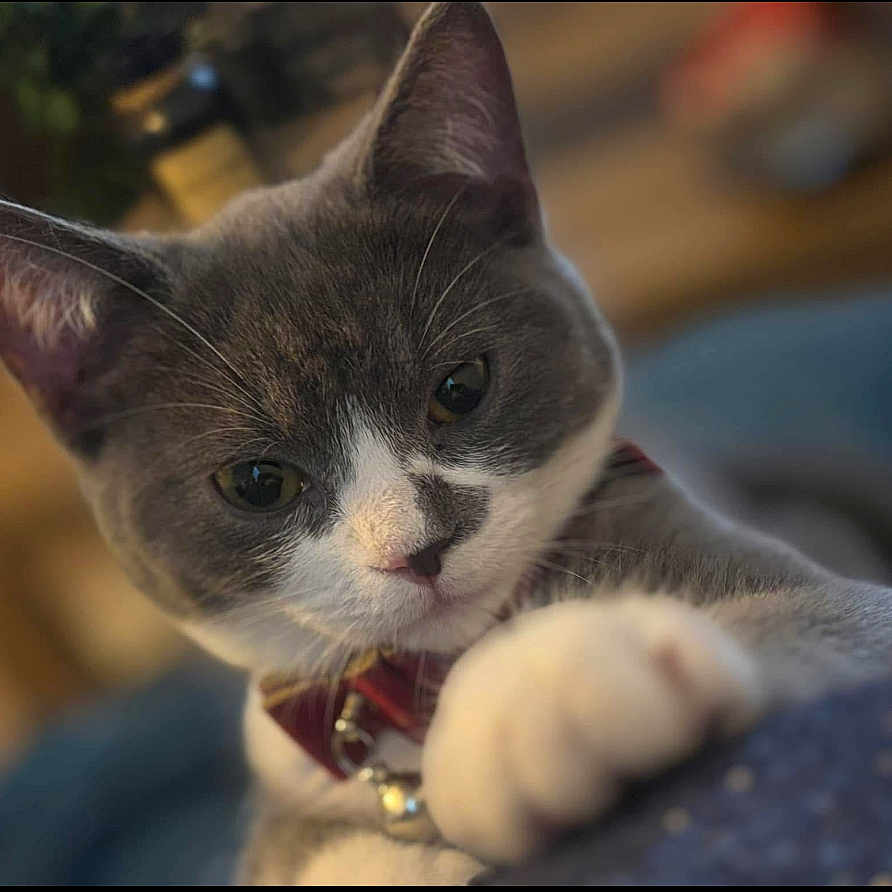 Rocky a rejoint le concours — aidez-le/la à gagner de superbes lots ! abyssinian, accessories, animal, cat, indoors, kitten, manx, pet, siamese, snout, strap