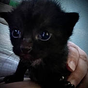 Luna joined the competition — help win amazing prizes! kitten, cat, black_cat, animal, pet, feline, close_up, portrait, shiny_eyes, whiskers, ears, fur, paw, tongue, being_held, human_hand, indoor, couch, dark, cute