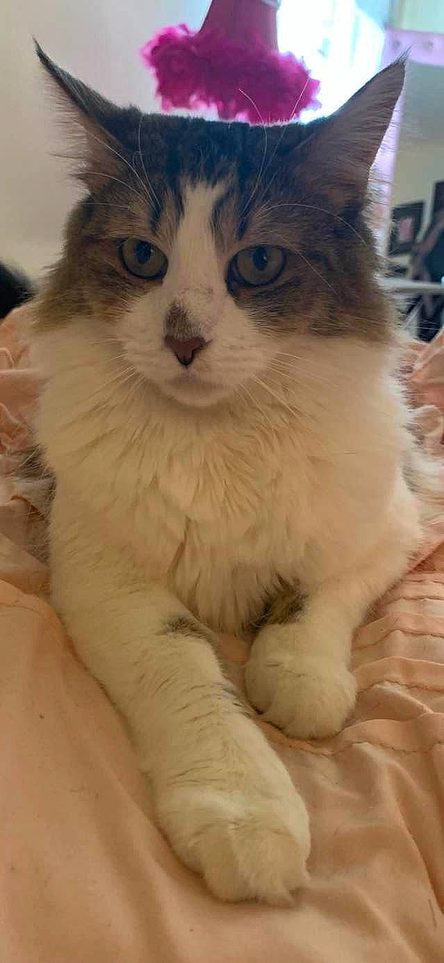 Lucky joined the competition — help win amazing prizes! british_longhair, carnivore, cat, claw, comfort, domestic_short_haired_cat, eye, fawn, felidae, flooring, foot, fur, paw, sitting, small_to_medium_sized_cats, snout, tail, terrestrial_animal, whiskers, window