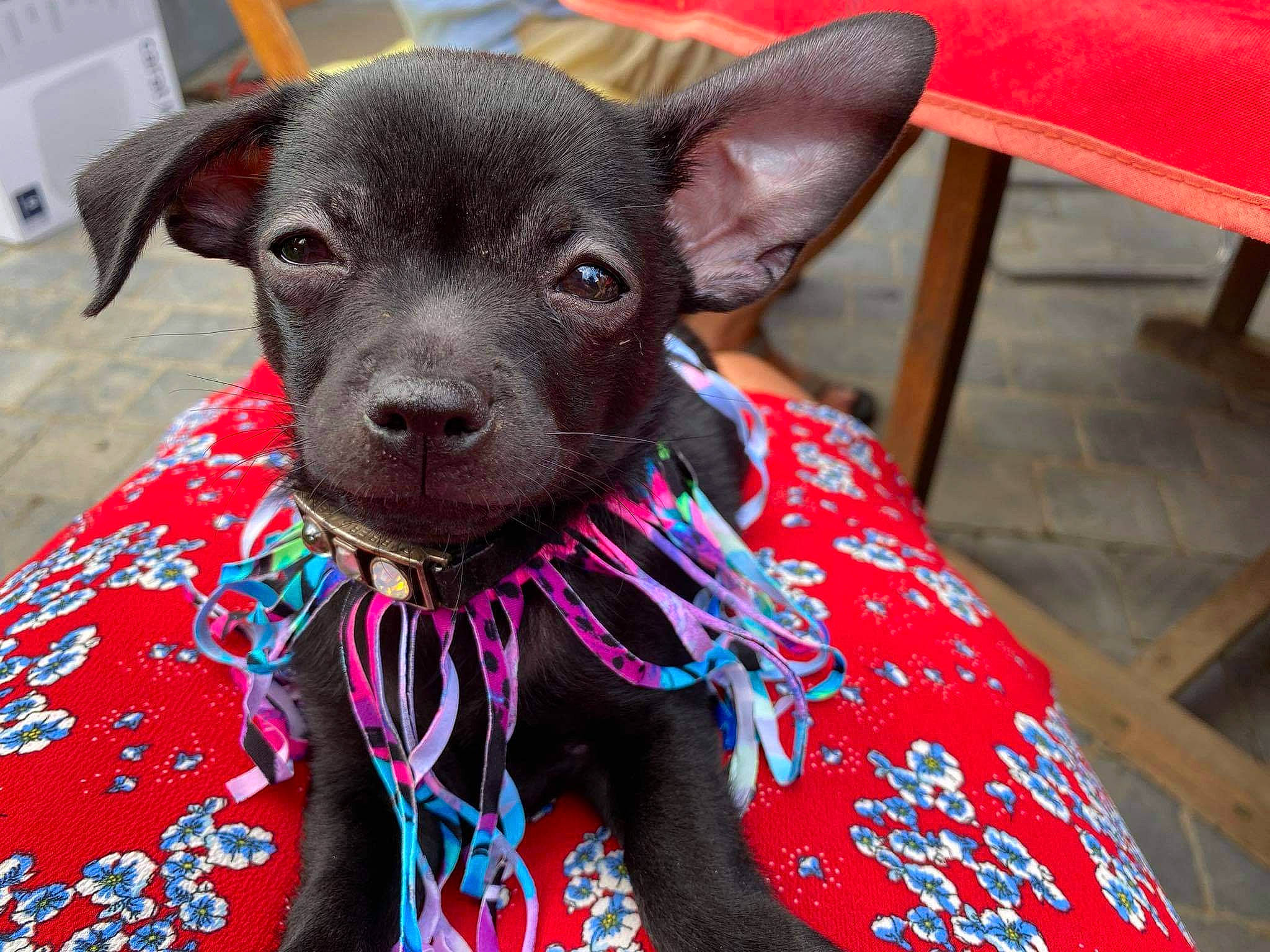 Lilith participe au concours pour gagner de l'argent avec cette photo : canidae, carnivore, collar, companion_dog, dog, dog_breed, dog_collar, dog_supply, ear, fashion_accessory, fawn, head, liver, magenta, pet_supply, snout, sporting_group, toy_dog, whiskers, working_animal