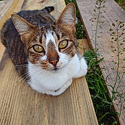 Tater Tot joined the competition — help win amazing prizes! cat, tabby, animal, pet, wood, outdoor, nature, plant, greenery, fur, whiskers, ears, eyes, closeup, resting, curious, portrait, wooden_planks, focus, daylight