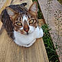 cat, tabby, animal, pet, wood, outdoor, nature, plant, greenery, fur, whiskers, ears, eyes, closeup, resting, curious, portrait, wooden_planks, focus, daylight