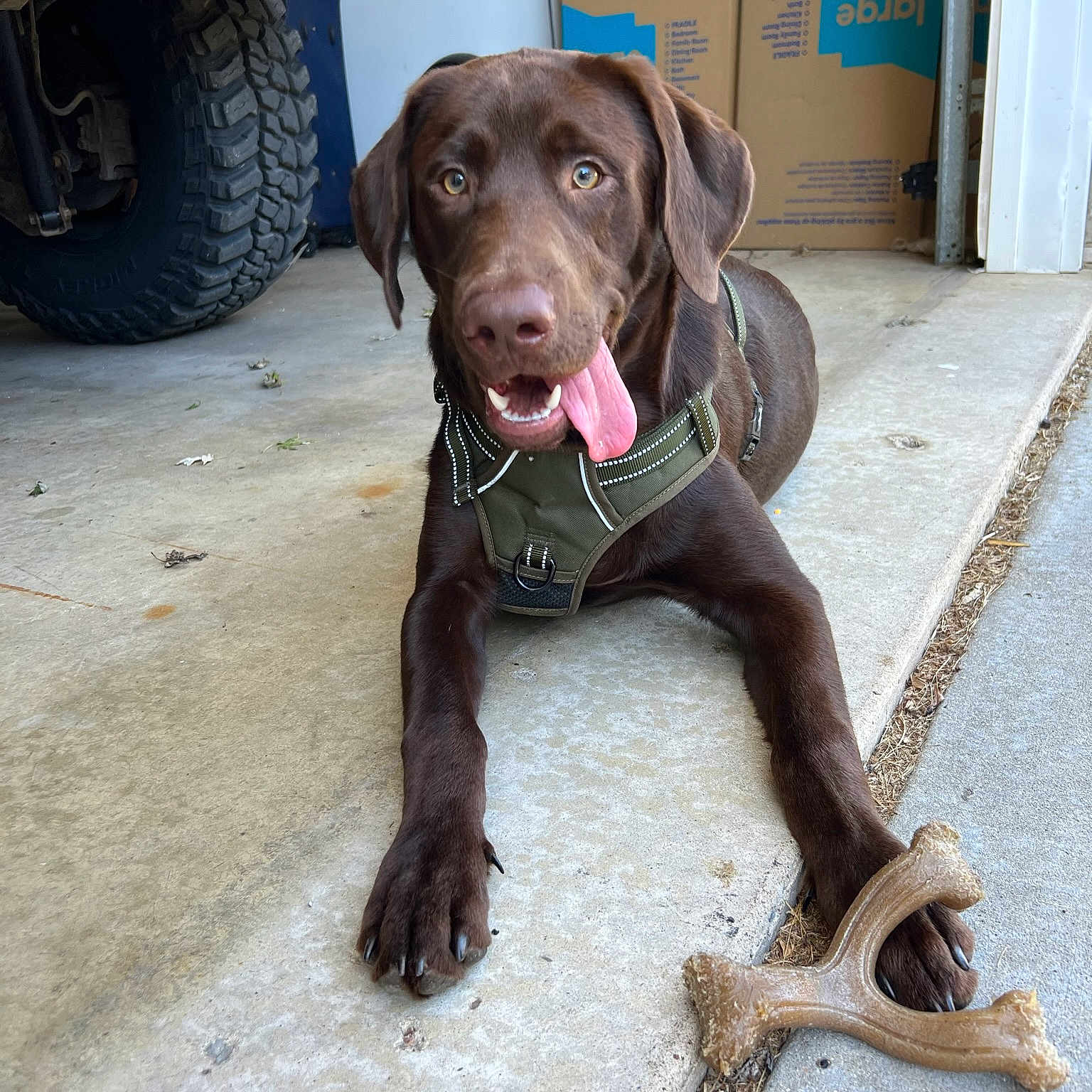 Odyn joined the competition — help win amazing prizes! automotive_tire, canidae, carnivore, collar, companion_dog, curtain, dog, dog_breed, dog_collar, fawn, fender, gun_dog, liver, snout, sporting_group, tire, tread, vehicle, wheel, working_animal
