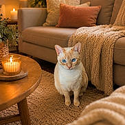 Gloria Paez is registered to the contest to win money with this photo: cat, blue_eyes, cream_colored_cat, rug, candle, wooden_coffee_table, knitted_blanket, pillows, beige_couch, living_room, indoor, warm_lighting, cozy, plant, decor, carpet, window, furniture, pet, home_interior