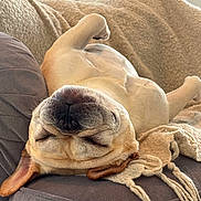 Beaufort joined the competition — help win amazing prizes! dog, sleeping, upside_down, couch, blanket, cozy, relaxation, pet, canine, indoor, resting, fur, napping, comfortable, domestic, animal, cute, peaceful, home, laying_down