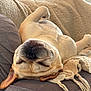 dog, sleeping, upside_down, couch, blanket, cozy, relaxation, pet, canine, indoor, resting, fur, napping, comfortable, domestic, animal, cute, peaceful, home, laying_down