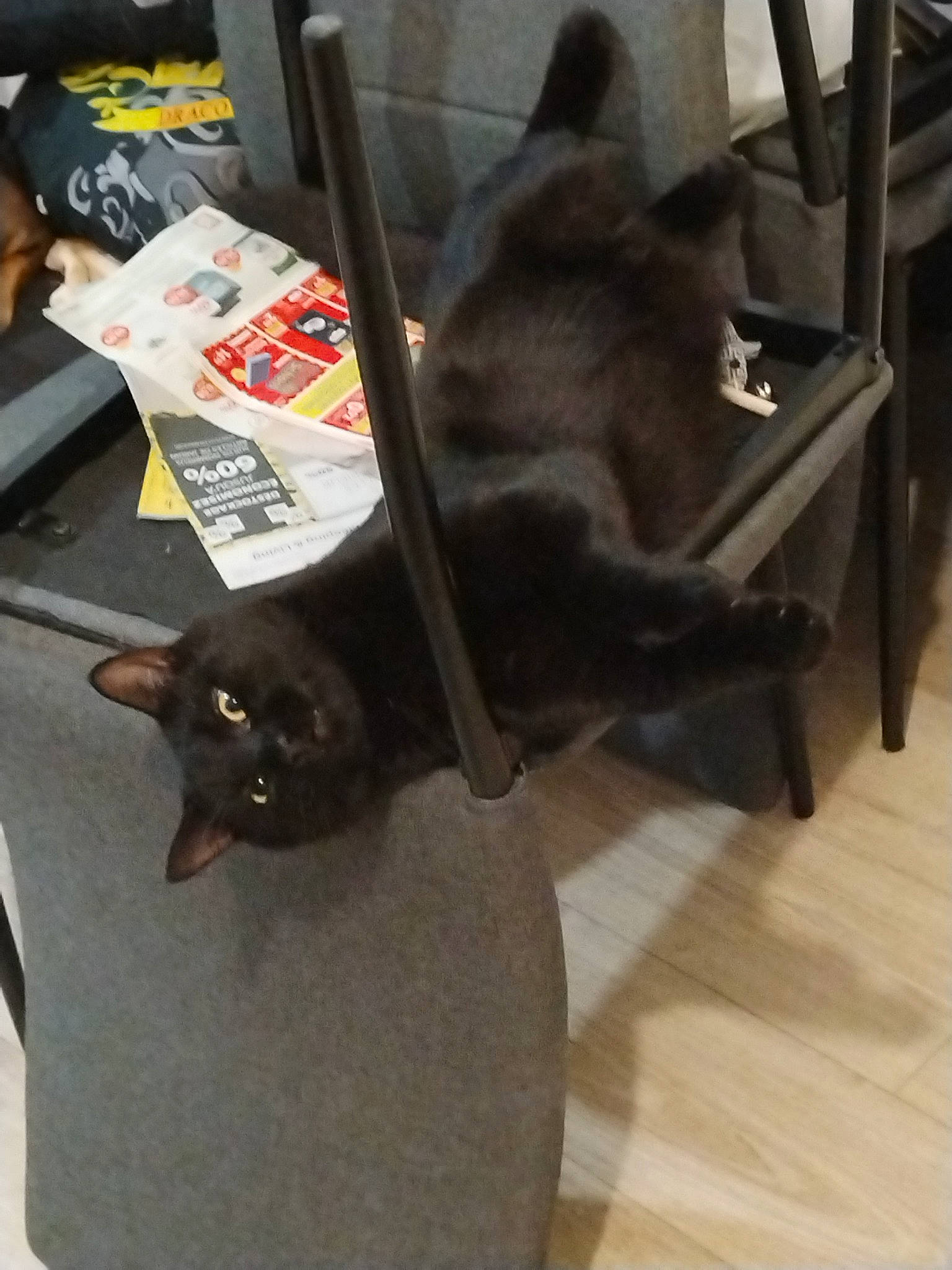 Stitch participe au concours pour gagner de l'argent avec cette photo : bag, black_cat, bombay, carnivore, cat, comfort, domestic_short_haired_cat, fashion_accessory, felidae, floor, flooring, fur, hardwood, small_to_medium_sized_cats, tail, varnish, whiskers, wood, wood_flooring, wood_stain