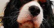 Kopper a rejoint le concours — aidez-le/la à gagner de superbes lots ! dog, cavalier_king_charles_spaniel, close_up, portrait, pet, animal, fur, black, white, brown, whiskers, nose, ears, indoor, cute, face, canine, domestic_animal, mammal, companion