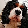 dog, cavalier_king_charles_spaniel, close_up, portrait, pet, animal, fur, black, white, brown, whiskers, nose, ears, indoor, cute, face, canine, domestic_animal, mammal, companion