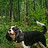 dog, forest, nature, trees, greenery, outdoor, pet, animal, canine, tricolor, fur, tail, grass, sunlight, leaves, woods, happy, walking, daylight, environment