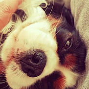 Kopper a rejoint le concours — aidez-le/la à gagner de superbes lots ! dog, close_up, nose, pet, hand, fur, relaxed, cozy, lying_down, face, whiskers, black_nose, brown_eyes, animal, canine, companion, soft_focus, indoor, affection, cute