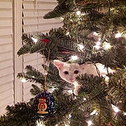 Snow Ball is registered to the contest to win money with this photo: animal, bright, cat, celebration, christmas_lights, christmas_tree, closeup, curious, cute, decorations, festive, holiday, holiday_decor, indoor, ornament, pet, pine_branches, seasonal, tree_branch, white_cat