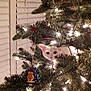 animal, bright, cat, celebration, christmas_lights, christmas_tree, closeup, curious, cute, decorations, festive, holiday, holiday_decor, indoor, ornament, pet, pine_branches, seasonal, tree_branch, white_cat