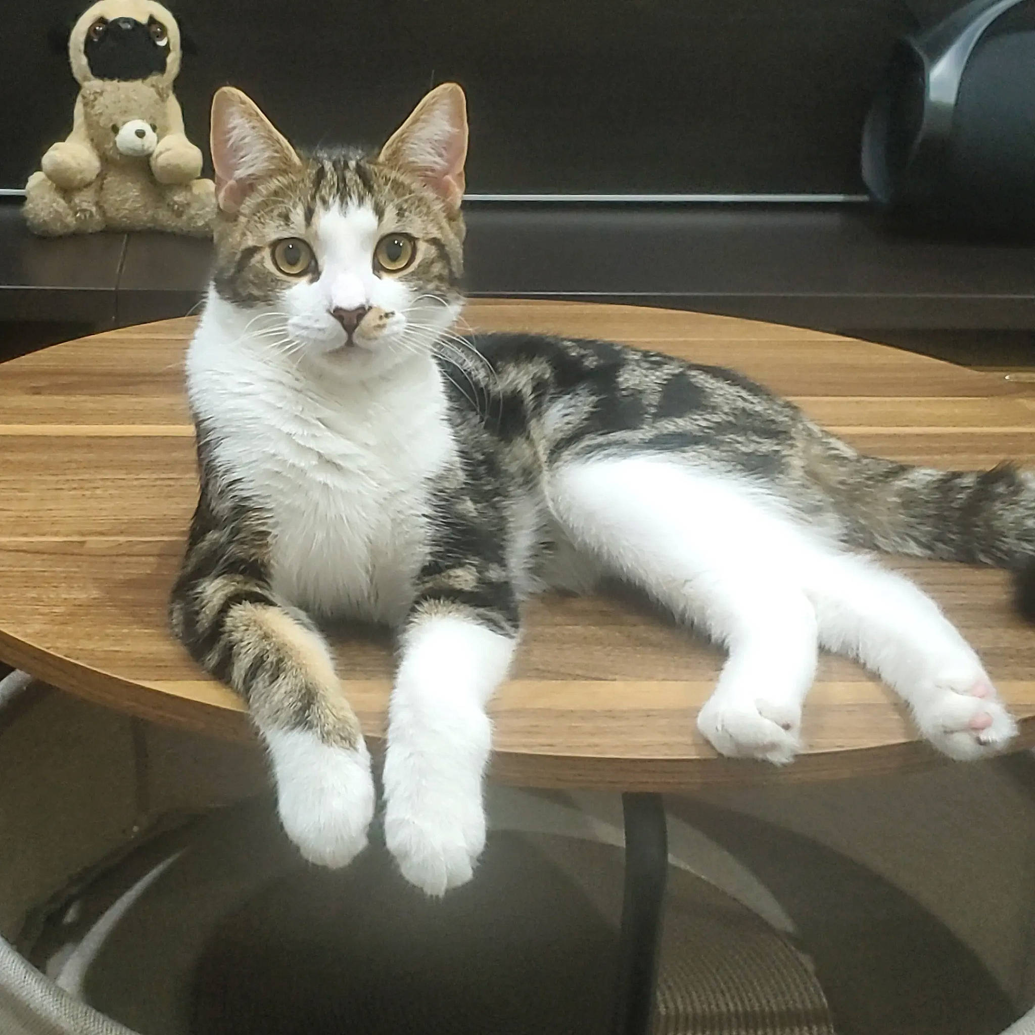 Waffle is registered to the contest to win money with this photo: carnivore, cat, claw, comfort, desk, domestic_short_haired_cat, felidae, fur, metal, paw, sitting, small_to_medium_sized_cats, snout, table, tail, whiskers