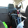 dog, backpack, car_interior, seat, window, sunlight, black_dog, pink_harness, tongue_out, ears_up, pet, vehicle, travel, happy, leather, headrest, seatbelt, road_trip, companion, resting