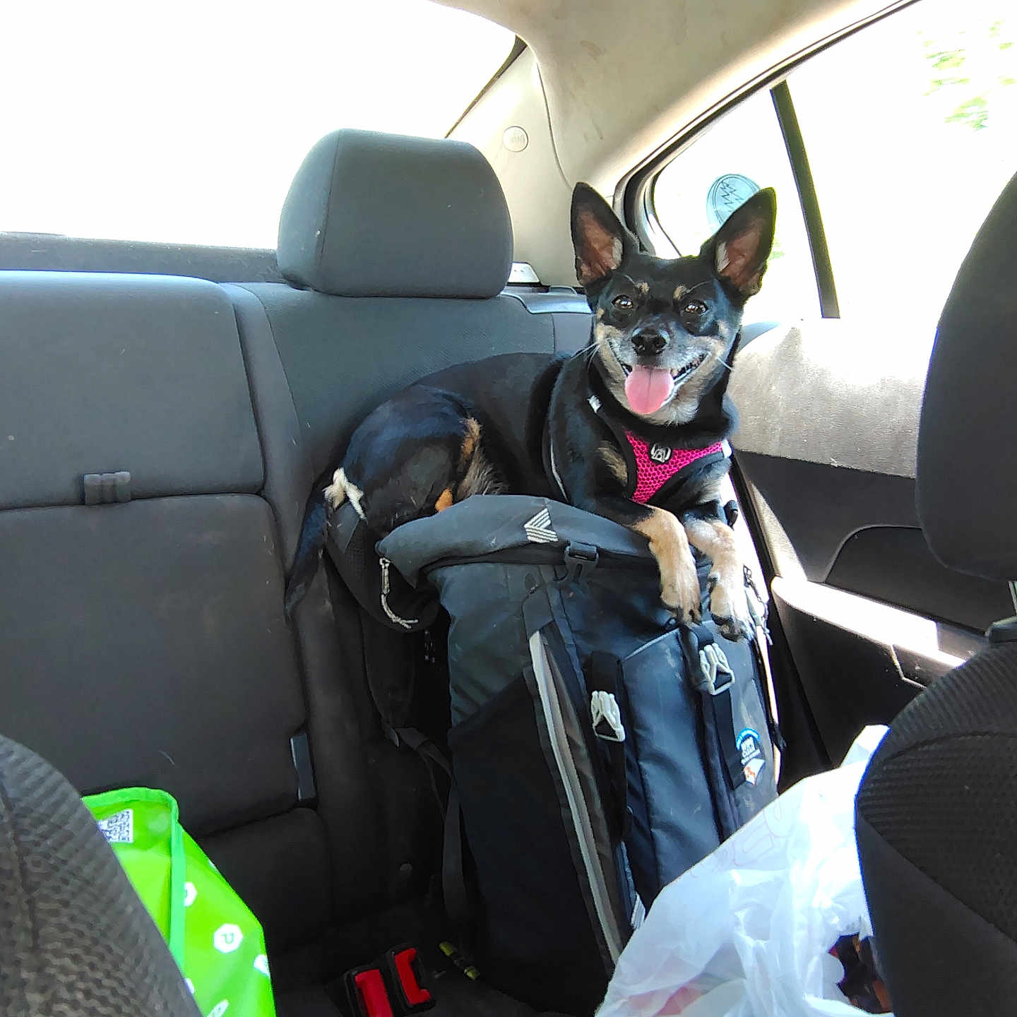 Izzy is registered to the contest to win money with this photo: backpack, black_dog, car_interior, companion, dog, ears_up, happy, headrest, leather, pet, pink_harness, resting, road_trip, seat, seatbelt, sunlight, tongue_out, travel, vehicle, window