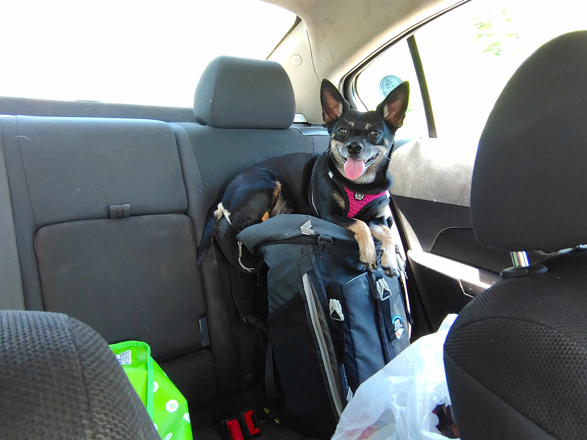 Izzy is registered to the contest to win money with this photo: dog, backpack, car_interior, seat, window, sunlight, black_dog, pink_harness, tongue_out, ears_up, pet, vehicle, travel, happy, leather, headrest, seatbelt, road_trip, companion, resting