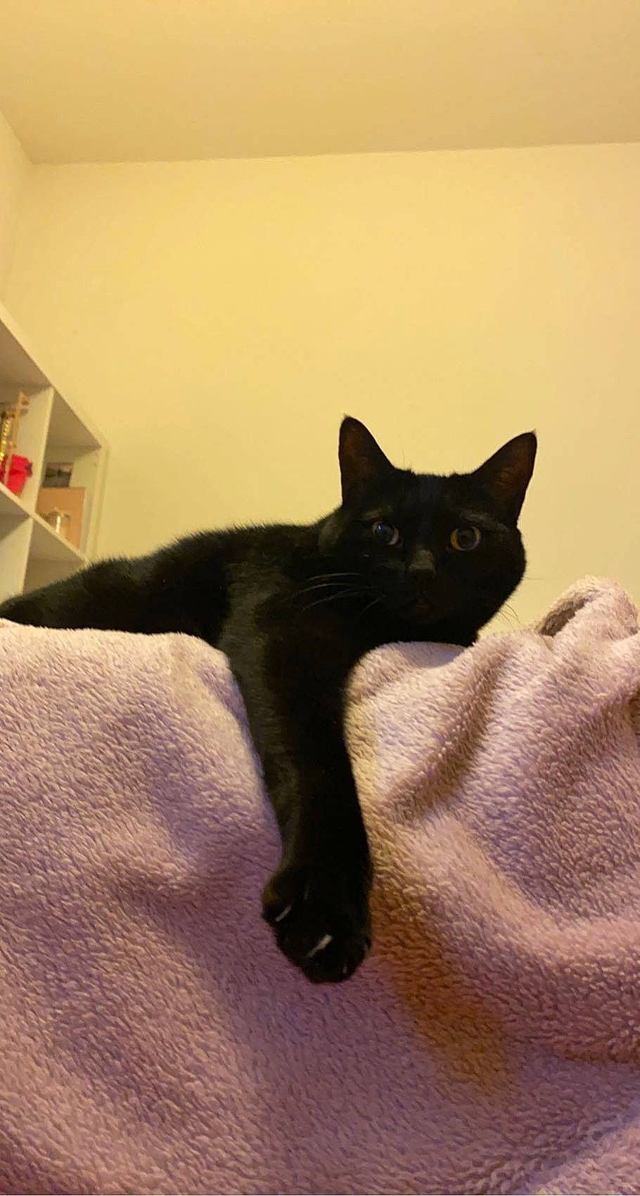 Calypso participe au concours pour gagner de l'argent avec cette photo : black_cat, bombay, carnivore, cat, claw, comfort, domestic_short_haired_cat, felidae, fur, havana_brown, small_to_medium_sized_cats, snout, tail, whiskers