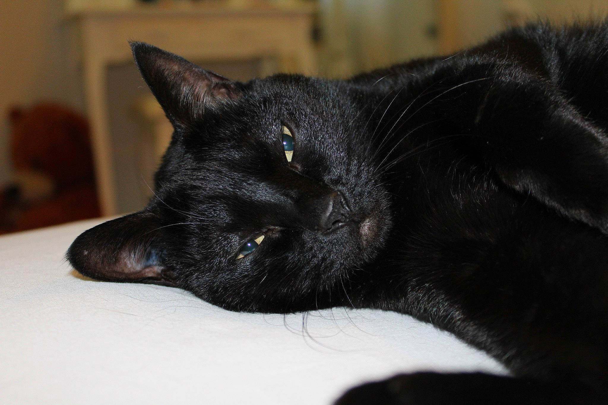 Calypso participe au concours pour gagner de l'argent avec cette photo : bombay, carnivore, cat, claw, domestic_short_haired_cat, felidae, fur, small_to_medium_sized_cats, snout, terrestrial_animal, whiskers