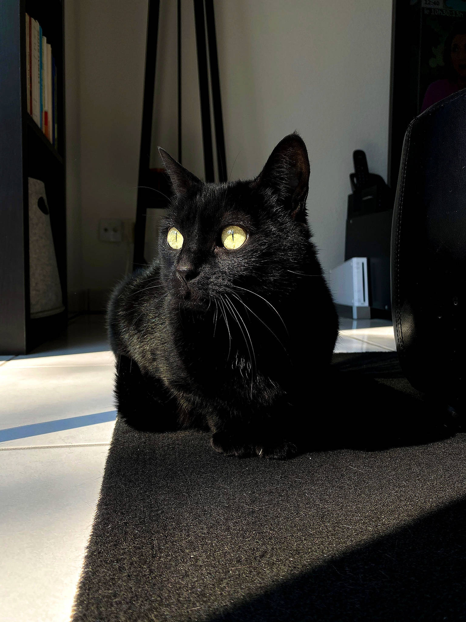 Calypso a rejoint le concours — aidez-le/la à gagner de superbes lots ! black_cat, bombay, carnivore, cat, comfort, curtain, domestic_short_haired_cat, felidae, flooring, fur, grey, monochrome_photography, room, sitting, small_to_medium_sized_cats, snout, tail, tints_and_shades, whiskers, window