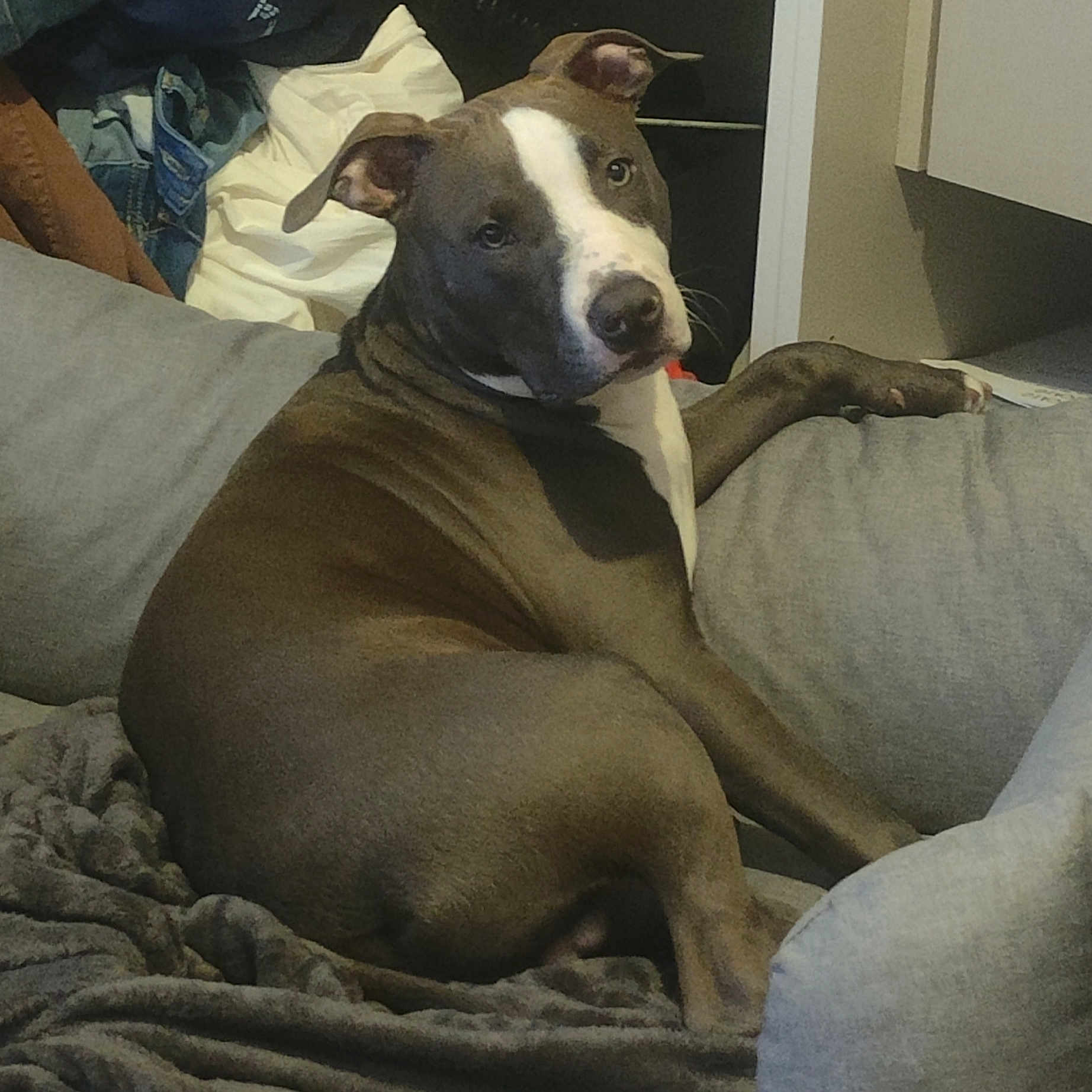 Kush a rejoint le concours — aidez-le/la à gagner de superbes lots ! animal, bed, bedroom, blanket, boxer, bulldog, canine, couch, cushion, dog, furniture, homedecor, hound, indoors, linen, person, pet, pitbull, puppy, room