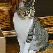 Mikey is registered to the contest to win money with this photo: cat, tabby_cat, white_paws, white_chest, curious, sitting, wooden_floor, cardboard_box, wooden_furniture, indoor, pet, feline, animal, domestic, side_view, looking_away, floor, tail, ears, whiskers