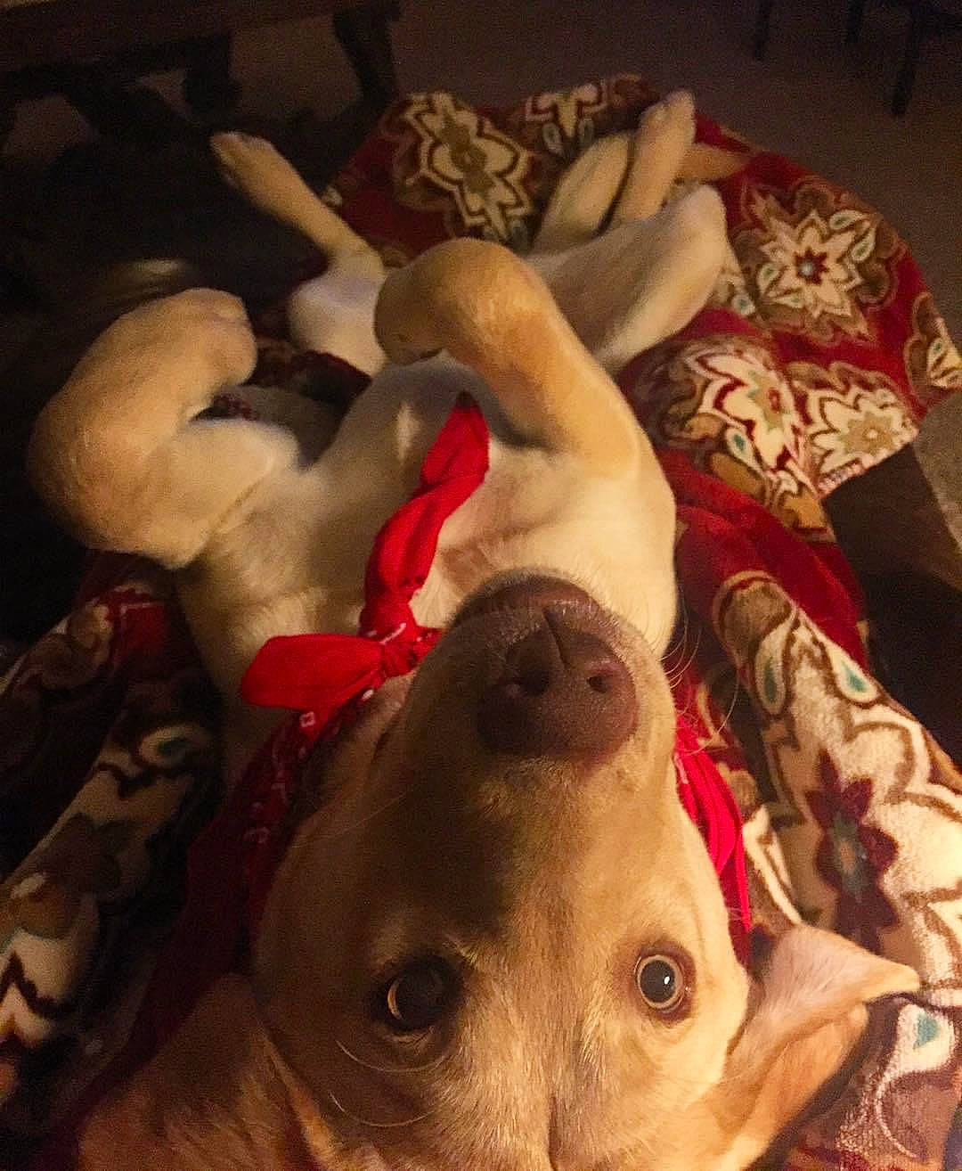 Callie Rose joined the competition — help win amazing prizes! american_bulldog, american_pit_bull_terrier, canidae, carnivore, dog, dog_breed, fawn, non_sporting_group, nose, pit_bull, pointer, puppy, snout, sporting_group, weimaraner