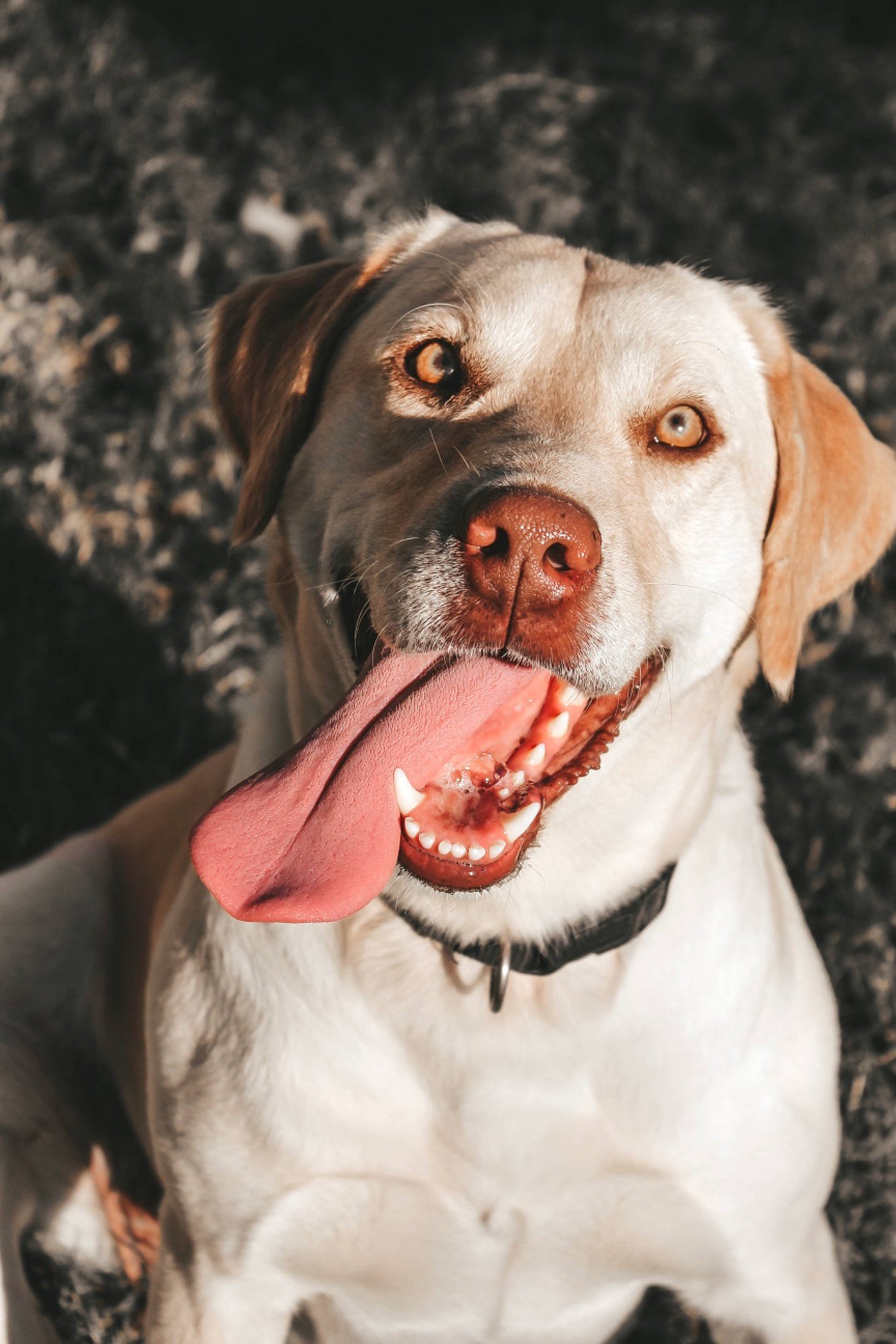 Callie Rose joined the competition — help win amazing prizes! canidae, carnivore, companion_dog, dog, dog_breed, ear, fawn, hunting_dog, labrador_retriever, mammal, mouth, nose, pit_bull, pointer, snout, sporting_group, tongue, vertebrate, weimaraner, whiskers