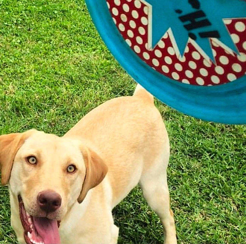 Callie Rose joined the competition — help win amazing prizes! adventure, beagador, canidae, carnivore, companion_dog, dog, dog_breed, golden_retriever, grass, hunting_dog, labrador_retriever, puppy, retriever, sporting_group