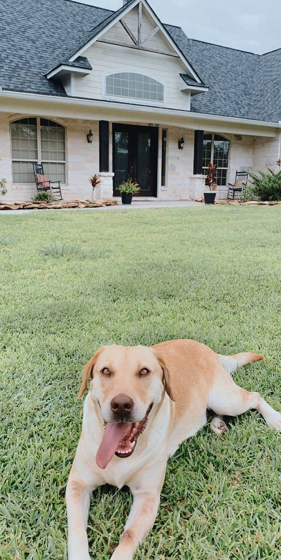 Callie Rose is registered to the contest to win money with this photo: backyard, canidae, carnivore, companion_dog, dog, dog_breed, fawn, grass, home, house, labrador_retriever, lawn, mammal, retriever, sporting_group, yard