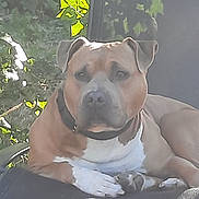 Tarkan participe au concours pour gagner de l'argent avec cette photo : dog, pit_bull, outdoor, nature, greenery, animal, pet, resting, canine, collar, fur, paw, relaxing, summer, sunlight, shade, portrait, mammal, domestic_animal, lying_down