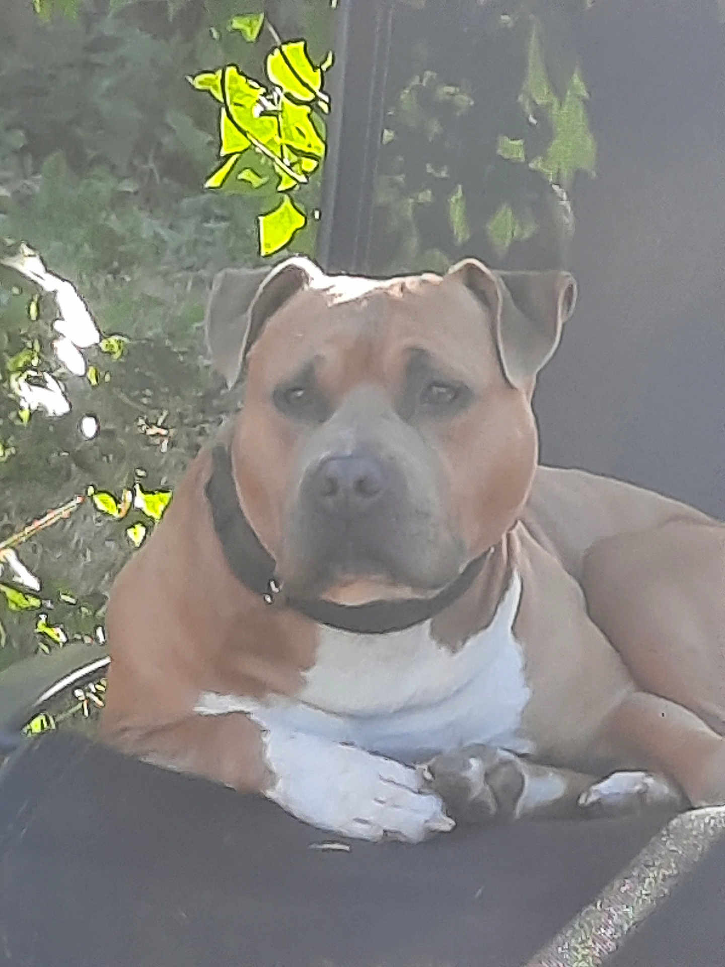 Tarkan participe au concours pour gagner de l'argent avec cette photo : dog, pit_bull, outdoor, nature, greenery, animal, pet, resting, canine, collar, fur, paw, relaxing, summer, sunlight, shade, portrait, mammal, domestic_animal, lying_down