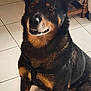 Eliot a rejoint le concours — aidez-le/la à gagner de superbes lots ! dog, black_and_tan, sitting, indoor, tile_floor, harness, pet, canine, animal, fur, ears, snout, teeth, brown, black, floor, wooden_furniture, looking, cute, smile