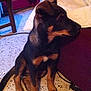 puppy, dog, black_and_tan, sitting, floor, tile_floor, couch, blanket, indoor, young_dog, pet, animal, curious, brown_paws, ears, side_view, domestic_animal, companion, furniture, home