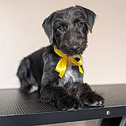 Daisy joined the competition — help win amazing prizes! dog, black_dog, yellow_ribbon, pet, animal, indoor, table, close_up, portrait, fur, paws, cute, looking_at_camera, domestic_animal, resting, muzzle, ears, whiskers, collar, companion