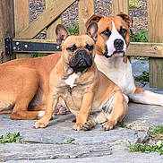Monsieur Georges a rejoint le concours — aidez-le/la à gagner de superbes lots ! dogs, bulldog, french_bulldog, boxer, brown_dog, white_dog, pets, animal, canine, portrait, outdoor, fence, wood, backyard, garden, sitting, standing, serious_expression, short_hair, natural_light