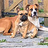 dogs, bulldog, french_bulldog, boxer, brown_dog, white_dog, pets, animal, canine, portrait, outdoor, fence, wood, backyard, garden, sitting, standing, serious_expression, short_hair, natural_light