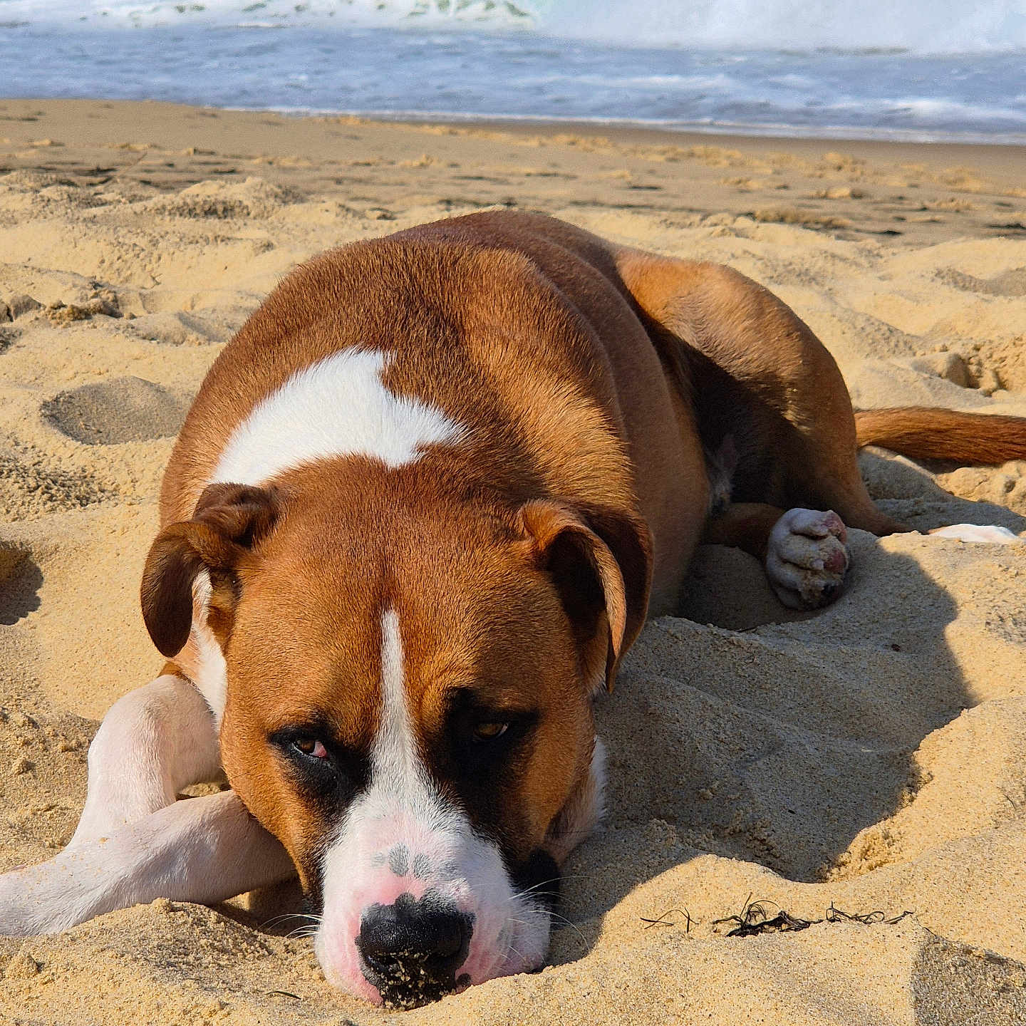Monsieur Georges participe au concours pour gagner de l'argent avec cette photo : animal, beach, boxer, bulldog, canine, coast, dog, face, hound, nature, outdoors, pet, pitbull, puppy, sand, sea, seawaves, shoreline, soil, water