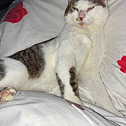 Mia participe au concours pour gagner de l'argent avec cette photo : cat, bed, white_bedspread, red_rose_pattern, indoor, feline, relaxed, animal, pet, fur, sleepy, face, paw, whiskers, domestic_cat, resting, closeup, cute, mammal, home